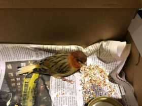 Found Finch
