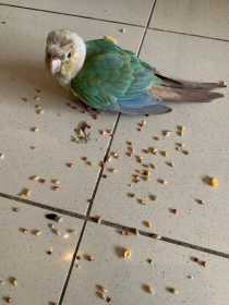 Found Conure