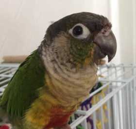 Found Conure