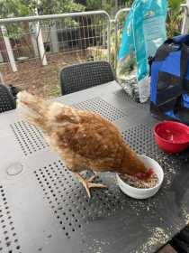 Found Chicken