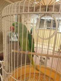 Found Alexandrine