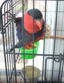 Found Lory / Lorikeet