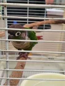 Found Conure