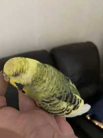 Found Budgerigar