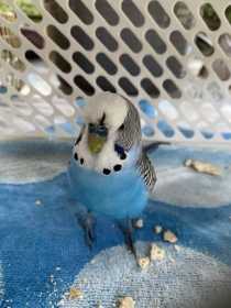 Found Budgerigar