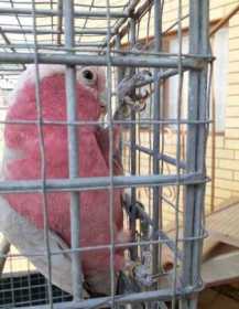 Found Galah Cockatoo