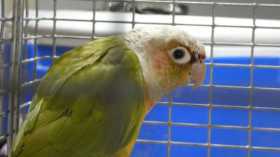 Found Conure