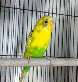 Found Budgerigar