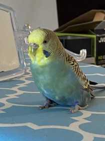 Found Budgerigar