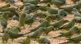 Found Indian Ringneck Parakeet