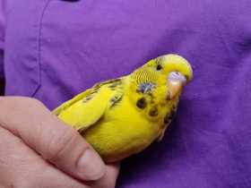 Found Budgerigar