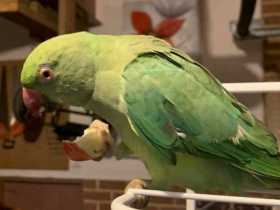 Found Indian Ringneck Parakeet