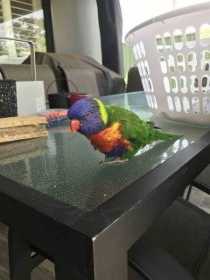 Found Lory / Lorikeet