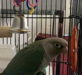 Found Conure