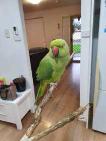 Found African Ringneck Parakeet