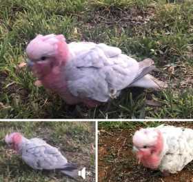 Found Galah Cockatoo