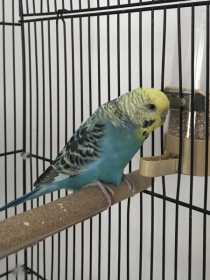 Found Budgerigar