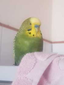 Found Budgerigar