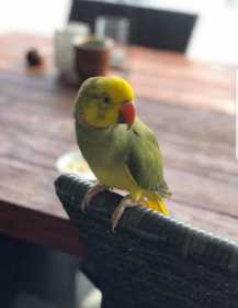 Found Indian Ringneck Parakeet