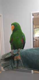 Found Eclectus