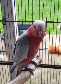 Found Galah Cockatoo