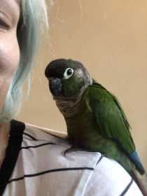 Found Conure