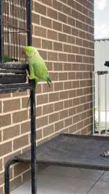 Found Rose Ringed Parakeet