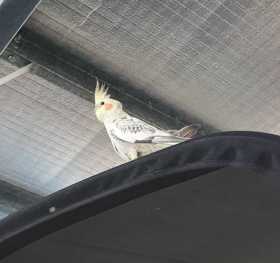 Found Cockatiel