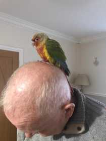 Found Conure