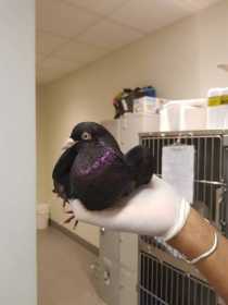 Found Pigeon