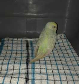 Found Budgerigar