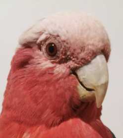 Found Galah Cockatoo