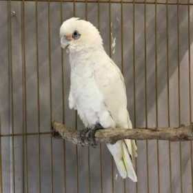 Found Corella Cockatoo