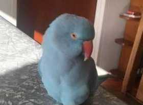 Found Indian Ringneck Parakeet