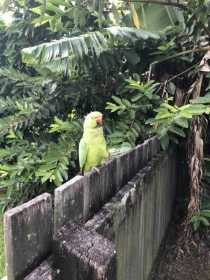 Found Indian Ringneck Parakeet