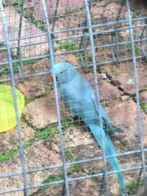 Found Indian Ringneck Parakeet