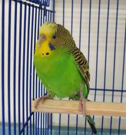 Found Budgerigar