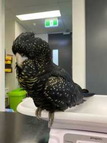 Found Black Cockatoo