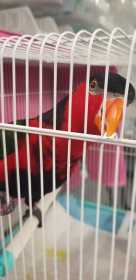 Found Lory / Lorikeet
