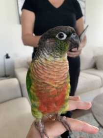 Found Conure