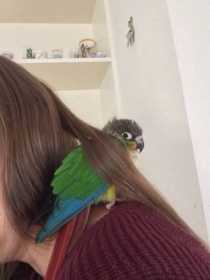 Found Conure