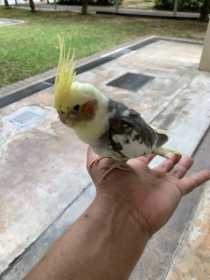 Found Cockatiel