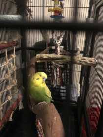 Found Budgerigar