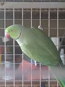 Found Indian Ringneck Parakeet