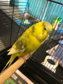 Found Budgerigar