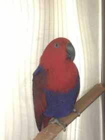 Found Eclectus