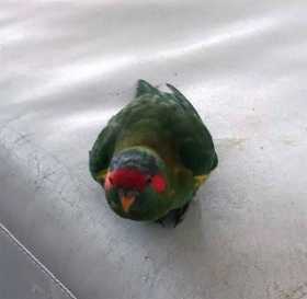 Found Lory / Lorikeet