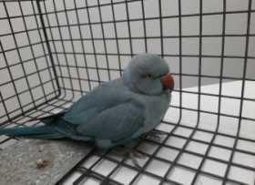 Found Indian Ringneck Parakeet