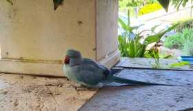 Found Indian Ringneck Parakeet