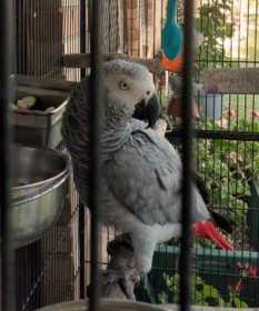 Found African Grey